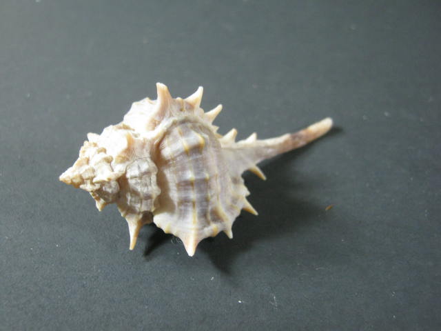 Murex Recurvirostris Sea Snail Shell From Guaymas Mexico 1972